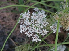 Daucus carota