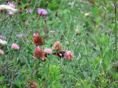 Epargyreus clarus clarus