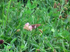 Epargyreus clarus clarus