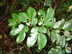 Cryptosepalum tetraphyllum