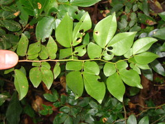 Cryptosepalum tetraphyllum
