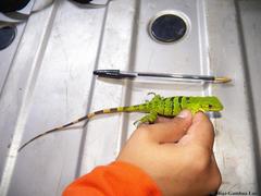 Ctenosaura similis similis