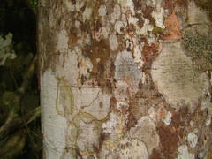 Cryptosepalum tetraphyllum