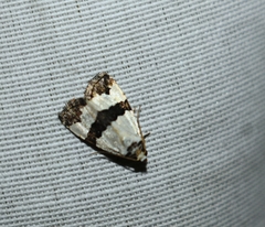 Maliattha quadripartita