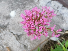 Centranthus ruber