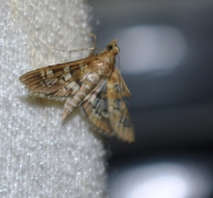 Sameodes