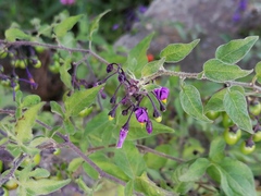 Solanum dulcamara