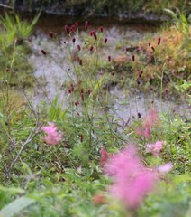 Sanguisorba longifolia