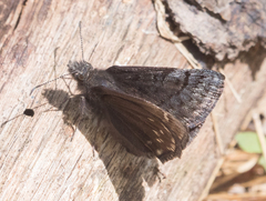 Erynnis icelus