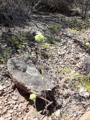 Monardella hypoleuca lanata
