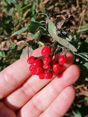 Solanum dulcamara