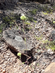 Monardella hypoleuca lanata