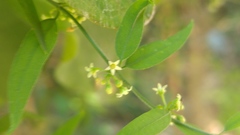 Orthosia kunthii