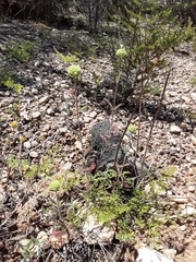 Monardella hypoleuca lanata