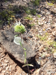 Monardella hypoleuca lanata