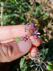Solanum dulcamara