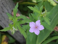 Geranium krameri