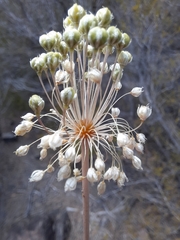 Allium
