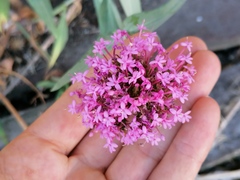 Centranthus ruber