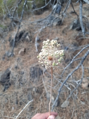Allium