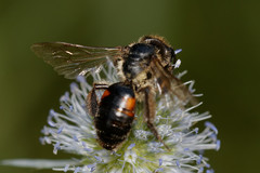 Andrena rosae