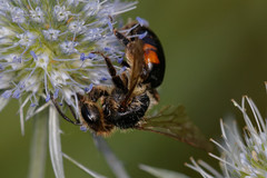Andrena rosae