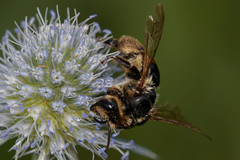Andrena rosae