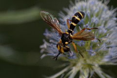 Conops scutellatus