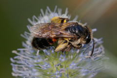 Andrena rosae