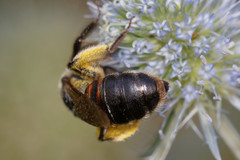 Andrena rosae