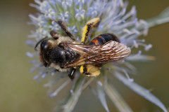 Andrena rosae