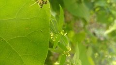 Orthosia kunthii