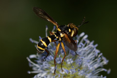 Conops scutellatus