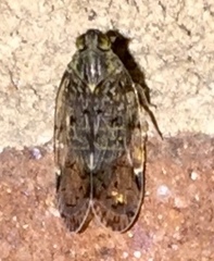 Melanoliarus placitus