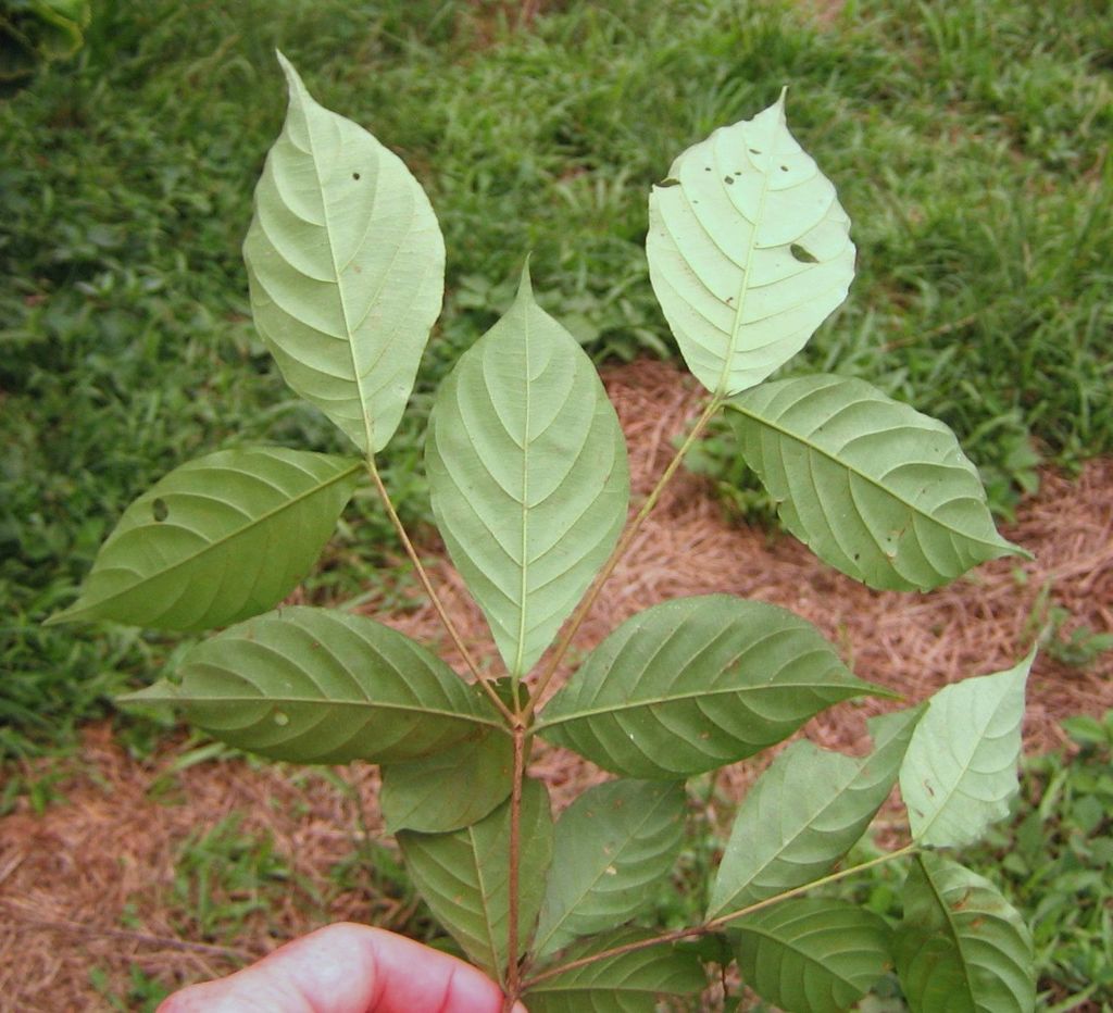 Aulacocalyx