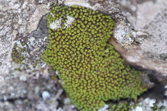 Hypodontium