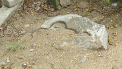 Salvadora lemniscata