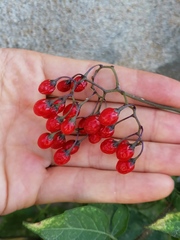 Solanum dulcamara