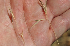 Bromus sitchensis