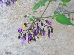 Solanum dulcamara