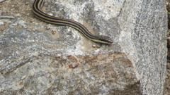 Salvadora lemniscata