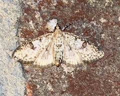 Palpita arsaltealis
