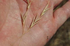 Bromus sitchensis