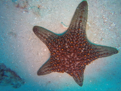 Pentaceraster cumingi