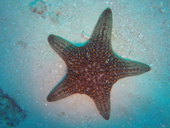 Pentaceraster cumingi
