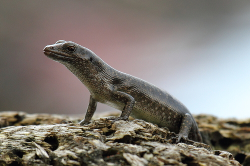 Emoia atrocostata
