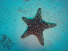 Pentaceraster cumingi