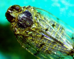Melanoliarus placitus