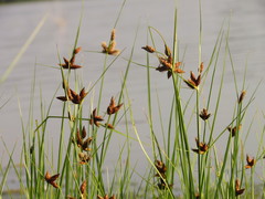Bolboschoenus planiculmis