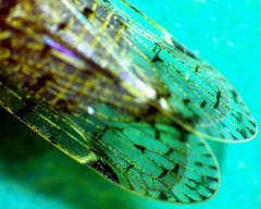 Melanoliarus placitus